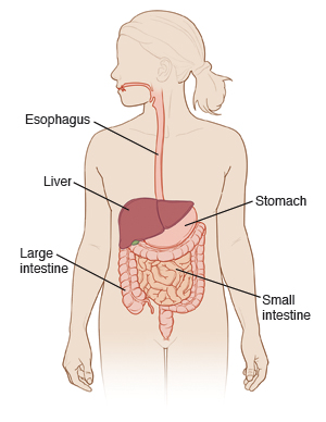 Illustration of digestive system: esophagus, liver, stomach, large and small intestines.