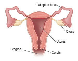 Cross-section of uterus with Fallopian tubes, ovaries, cervix, and vagina.