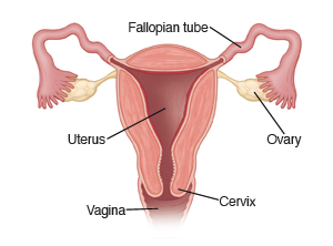 Image showing a cross-section of the uterus, with Fallopian tubes, ovaries, cervix, and vagina.