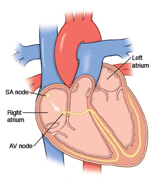4-chamber view of heart showing normal conduction system.