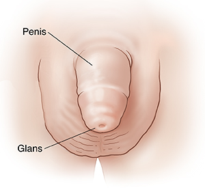 Front view of boy's penis, scrotum, and glans.