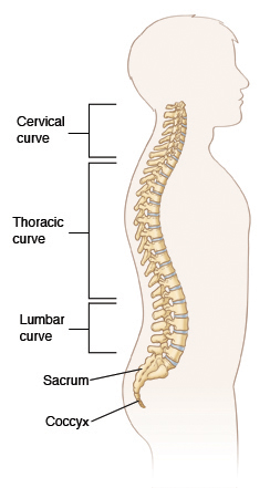 Image of the spine showing cervical curve, thoracic curve, lumbar curve, sacrum, and coccyx.