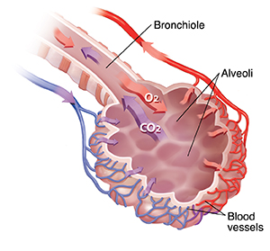 Bronchiole and alveolar sac with blood supply showing oxygen/carbon dioxide exchange.