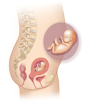 Side view of female body showing reproductive system and inset of 3 month embryo.