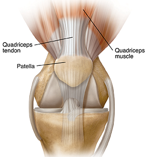 Front view of knee joint showing quadriceps tendon.