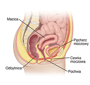 Widok z boku miednicy żeńskiej przedstawiający pęcherz moczowy, cewkę moczową i macicę.