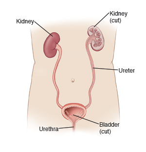 Illustration showing the outline of the body with the organs of the urinary system, including the kidneys, ureter, bladder, and urethra.