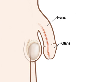 Image of penis showing glans