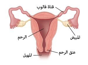 صورة تظهر قطاعًا واسعًا من الرحم، مع قناة فالوب والمبيضين وعنق الرحم والمهبل.