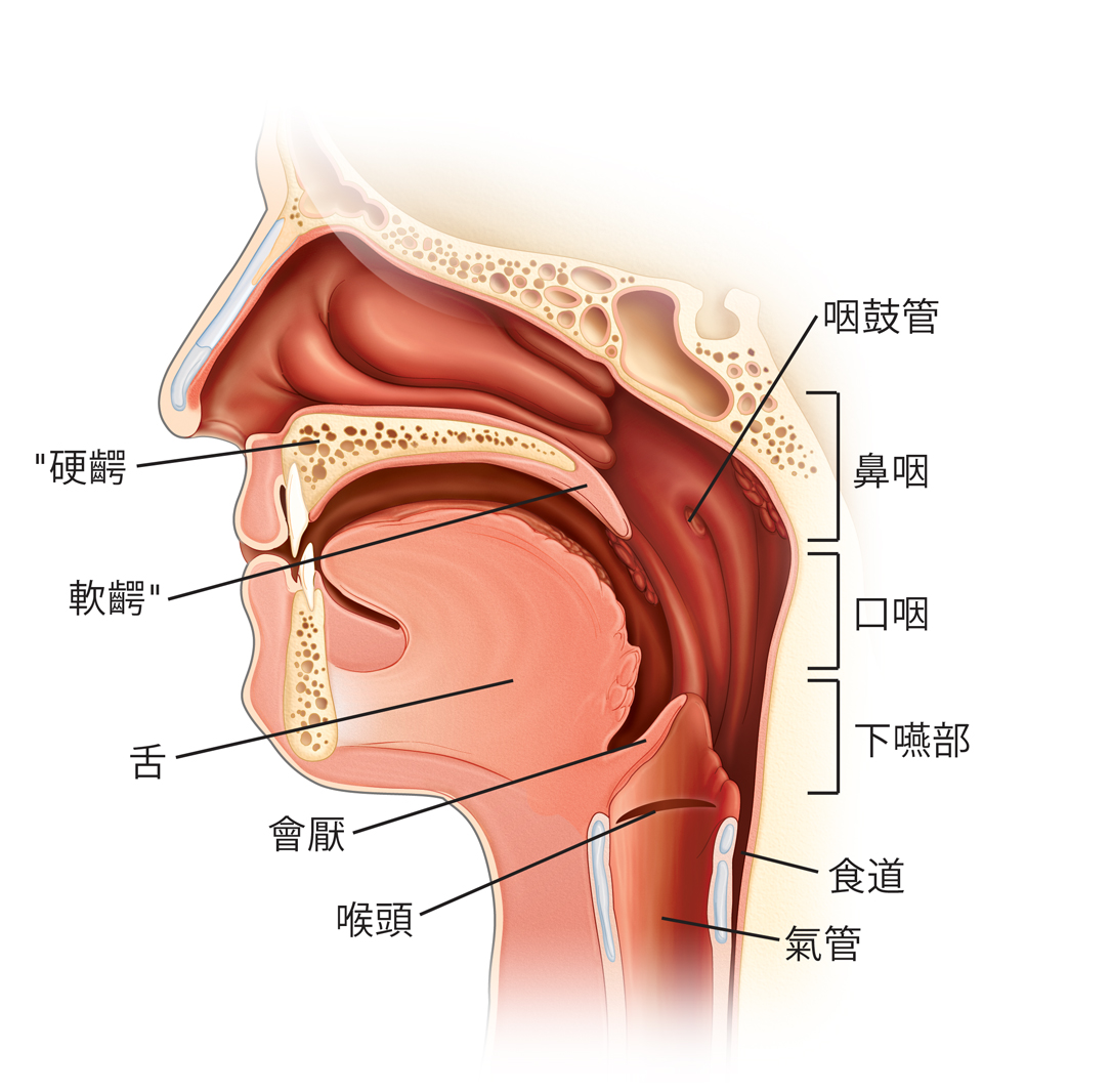 咽鼓管、鼻咽、口咽、下嚥、食管、氣管、硬齶、軟齶、舌、會厭和喉