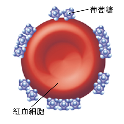 粘附有许多葡萄糖分子的红细胞。