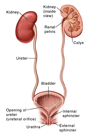 Front view of urinary tract showing kidneys, ureters, and bladder.