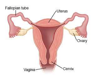 Illustration showing the uterus, Fallopian tubes, ovaries, cervix, and vagina