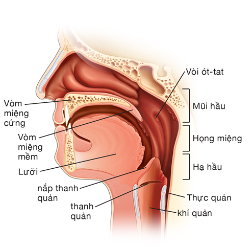 Ống xương búa, mũi hầu, hầu họng, hạ hầu, thực quản, khí quản, vòm miệng cứng, vòm miệng mềm, lưỡi, nắp thanh quản và thanh quản
