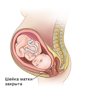 Вид сбоку эмбриона в матке: показана плотная и закрытая шейка матки.