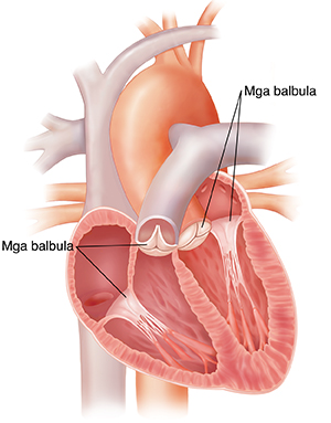 Cross section ng puso na ipinakikita ang apat na balbula.
