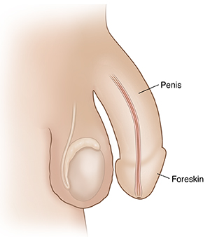 Side view of man's genitals showing penis, scrotum, testicle, and urethra.