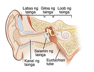 Larawan na nagpapakita ng cross-section ng panlabas, gitna at loob ng tainga, kabilang ang agusan ng tainga, bamban ng tainga, at eastachian tube.