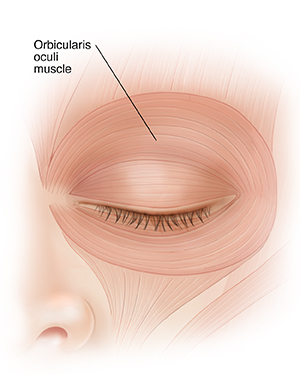 Front view of closed eye showing eyelid muscles.