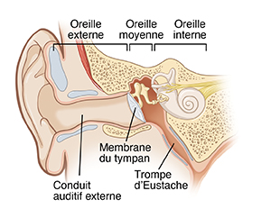 Image montrant une coupe transversale de l'oreille externe, moyenne et interne, y compris le conduit auditif, la membrane du tympan et la trompe d’Eustache.