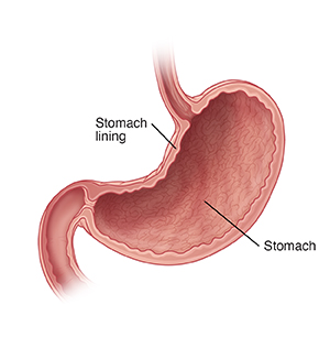 Cross section of the stomach.
