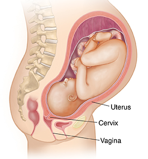 Side view of female body showing pregnancy at 9 months.