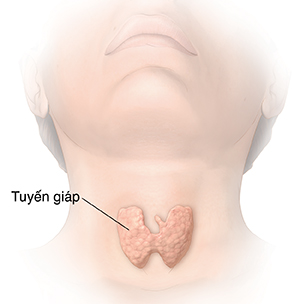 Mặt trước của đầu và cổ cho thấy tuyến giáp.