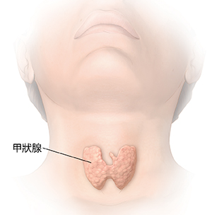 顯示甲狀腺的頭頸前視圖。