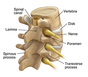 Anatomy of a Normal Spine